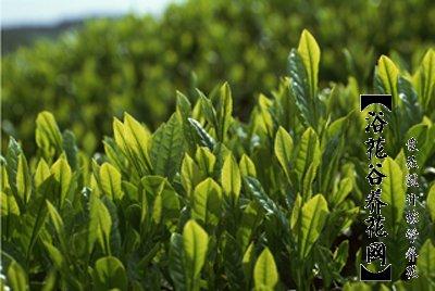 茶树的分类及养殖方法