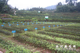 茶香悠悠 沐川做大做活茶叶产业