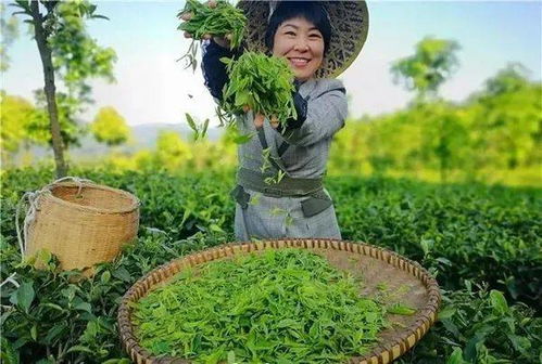 新鲜出炉 2021年贵州茶行业十大新闻