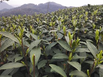 翁家山上部分茶树冒出了嫩芽