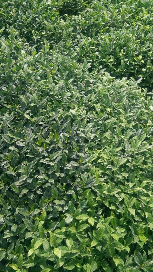 农丰种植 产地直销 茶叶种苗 茶树茶苗 黄玫瑰茶苗