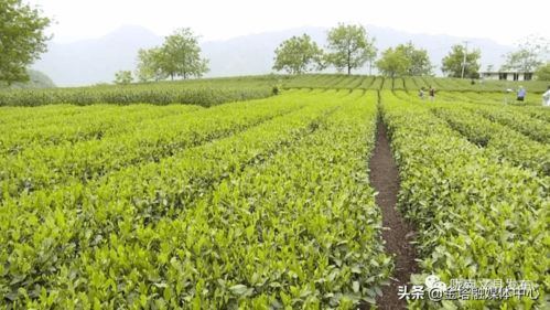 文县 农特产品让农民吃上 产业饭