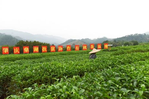类,茶叶注册商标30多个, 2013年"昭平茶"获国家地理标志产品保护登记