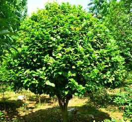 专业苗圃出售球类茶花球树 山茶树 批发各种规格茶树精品苗木