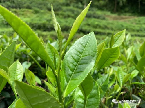 润物堂有机自然农法生态庄园茶探索 三 选种