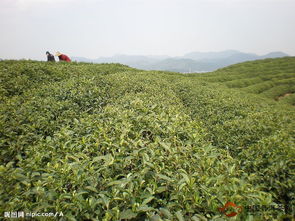 茶园规划 我国植茶的生态条件适宜区域