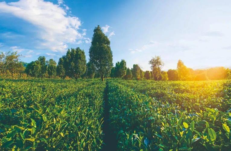 普洱茶耐不耐泡,往往是这些因素决定的…_茶树