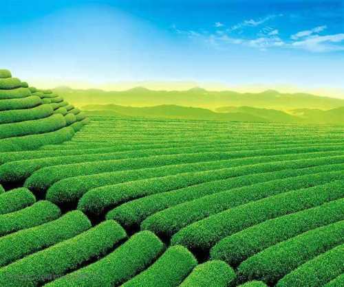 富硒茶产品介绍
