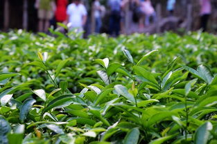 陈国本 淡泊名利,终身事茶