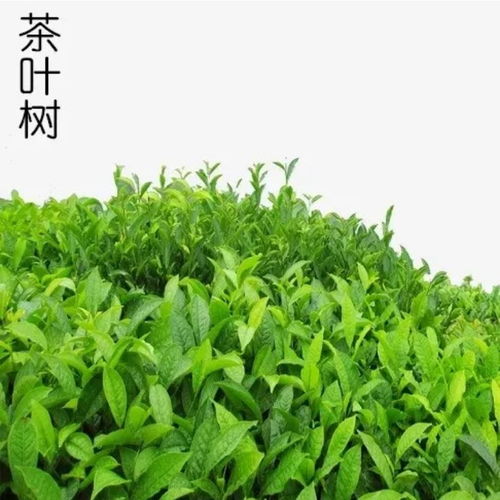 山茶油 茶叶籽油 茶树油 别晕,六千岁帮你分清楚