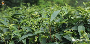 头条 寻乌县甘霖阳天茶业 阳天高千尺,茗香飘万里