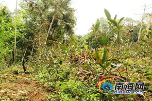 新品种 紫娟 茶引种五指山 填补海南紫娟茶种植空白