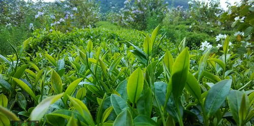 广东英德红茶