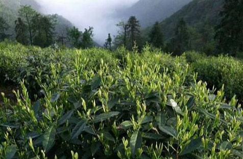 茶树|绿茶|山东_网易订阅