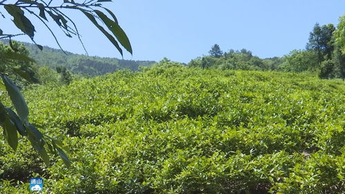张远林把脉问诊 九宫山 有机茶产业发展
