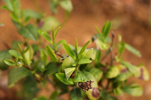 流转千余亩地栽种茶树 小津口村茶产业成为农民增收致富特色产业