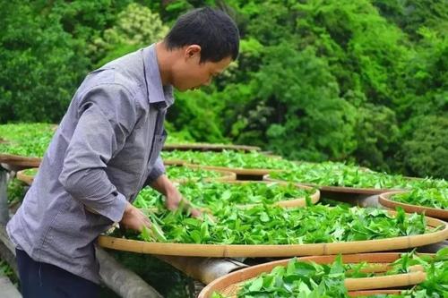 武夷山大红袍,六棵母树的财富传奇!_茶树