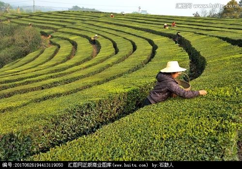 [正版商业] 茶园 茶树 茶叶