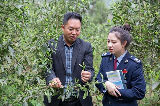 茶业负责人向税务干部介绍茶树生长情况亮岩镇是"贵州古茶树之乡"