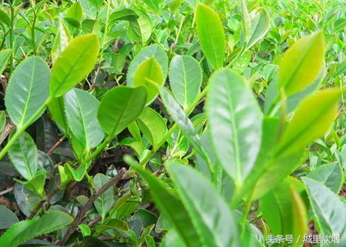 茶叶知识 ▏绿色茶树如何制出六种不同茶类