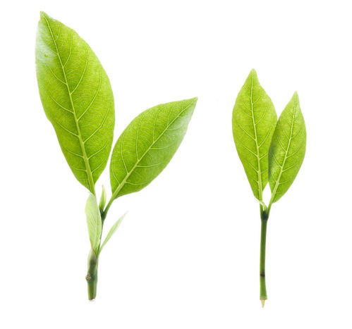 喝茶这么久,你知道茶在医学中的分类么