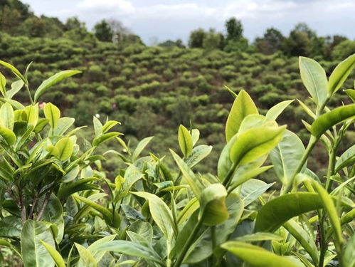 媒体直播助脱贫 镇沅2020年千家寨普洱茶 第四届老乌山茶叶网络开采节期待您的关注
