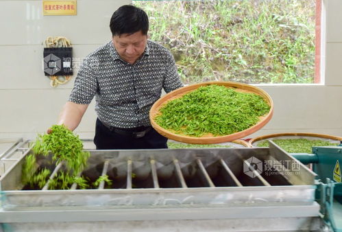 江西会昌 廉江河畔春茶香 生态茶园采摘忙