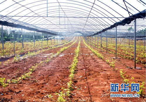 长在田地里的农垦改革 组图