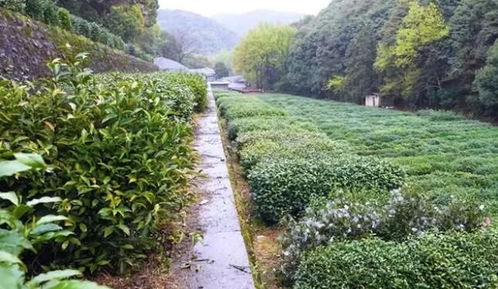 种子的力量 揭秘国家茶树种质资源圃的 宝藏基因