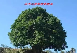 话说这些云南之 最 , 地道的云南人都不一定全知道