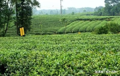 川渝适合种植什么茶树