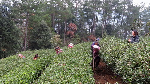 石阡桃子园村 户户种茶 吃上 茶业饭
