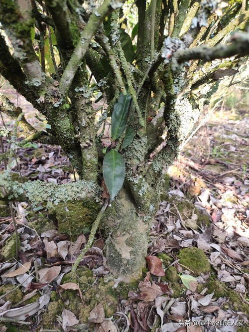 生产队那时种的漳平水仙茶树