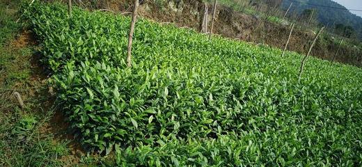 [茶树苗批发]贵州遵义湄潭县茶树苗 4.00元/棵信德茶苗 _ 一亩田