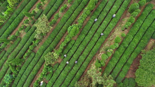 山东日照 北方茶树实现西迁南进