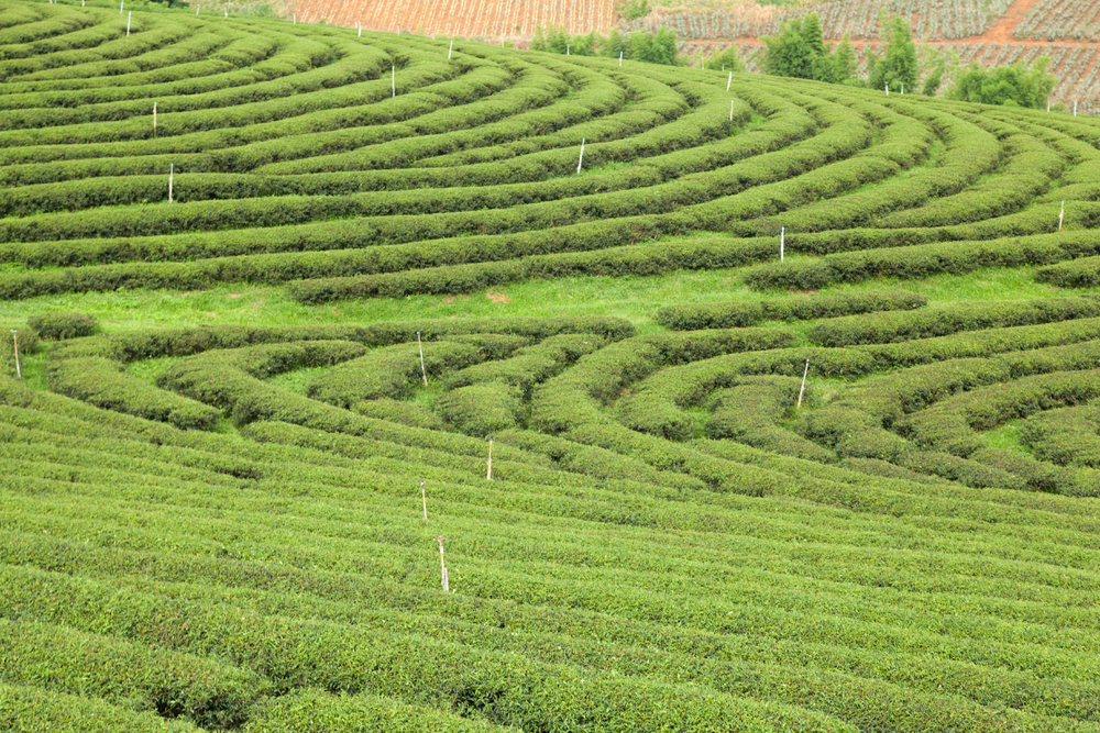 种植园种植茶园农民种植茶树山区种植园