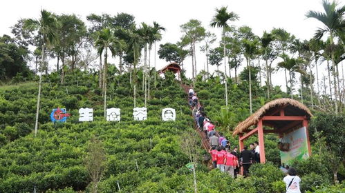 为茶农解难题 中国海油首个科技小院落户五指山