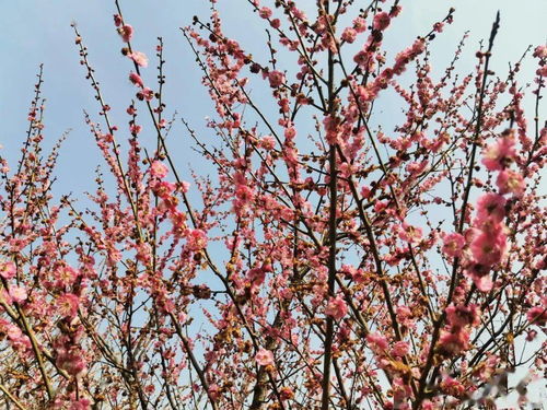 又到梅花盛开时 这些地方梅香怡人