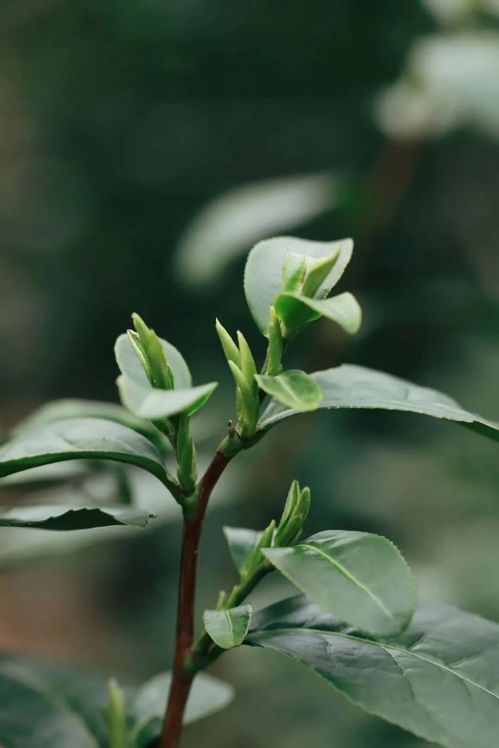 三月春茶季 龙井茶的茶树品种有哪些