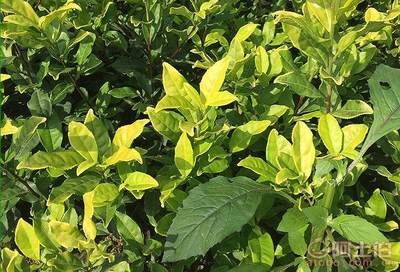 【陕西中茶302茶苗出售&一亩地能种植多少株茶苗】中茶302茶苗,价格,厂家,供应商,其他农业,雅安市名山区惠农苗木种植农民专业合作社 - 热卖促销