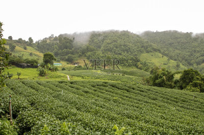 茶树,农业,茶,茶叶,有机农庄