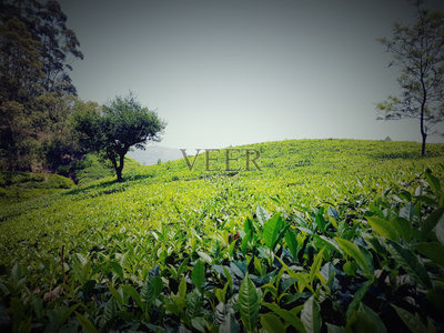斯里兰卡,州,茶树,水平画幅,山