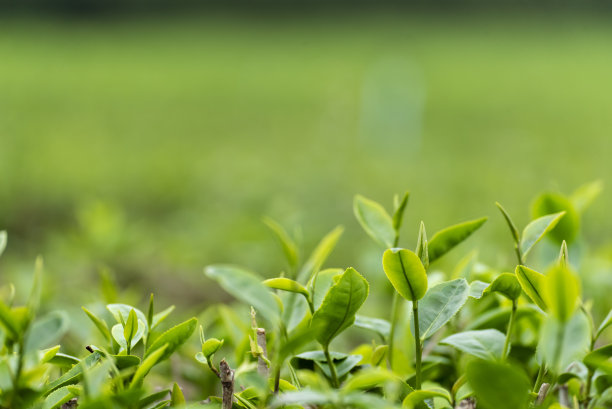 采摘茶叶
