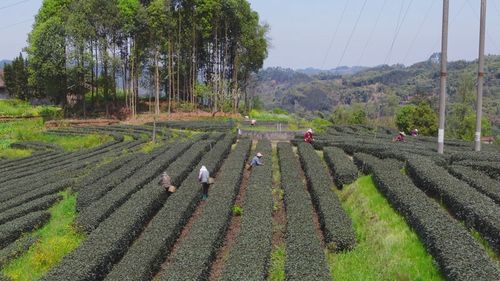 沐川 春茶上 鲜 就是这样 紫