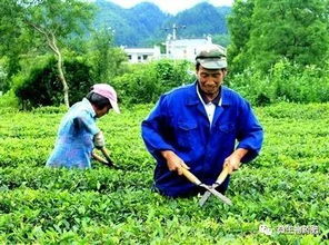 茶叶病虫害绿色综合防控方案
