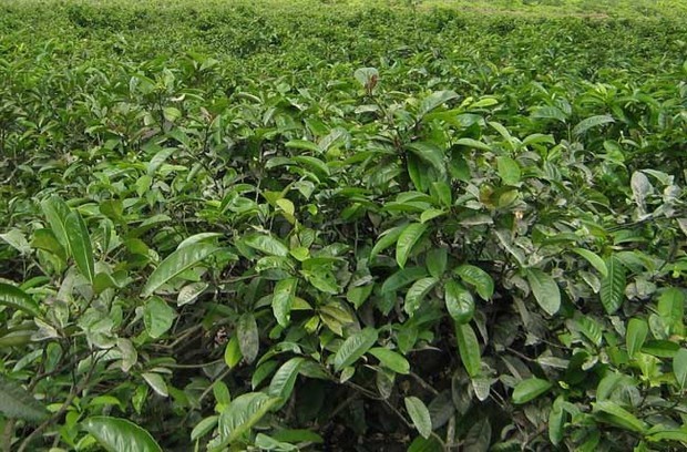 茶树种植中茶芽瘿蚊的防控技术
