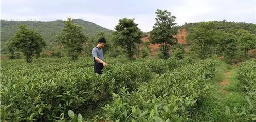 怀集第二届品茶节明天开办,品茶尝特产,不容错过