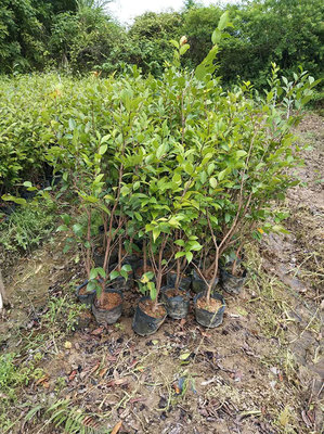 种植茶树前景怎样?茶树的栽培与种植技术