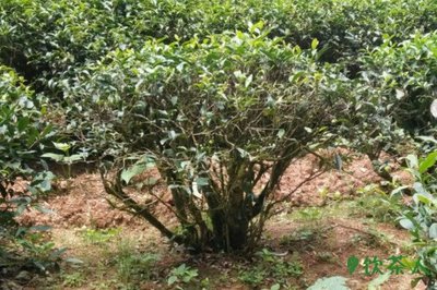 茶树种类及代表茶叶,茶树的品种和名称大全(三大茶树分类)
