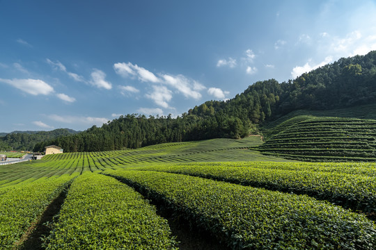 茶树